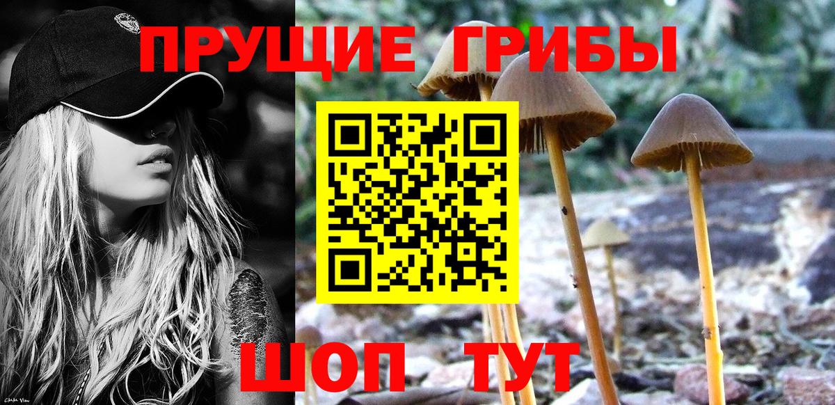 Псилоцибиновые грибы GOLDEN TEACHER Полысаево